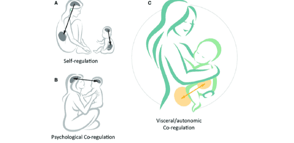 Auto-régulation, co-régulation psychologique et co-régulation viscérale entre la mère et le bébé