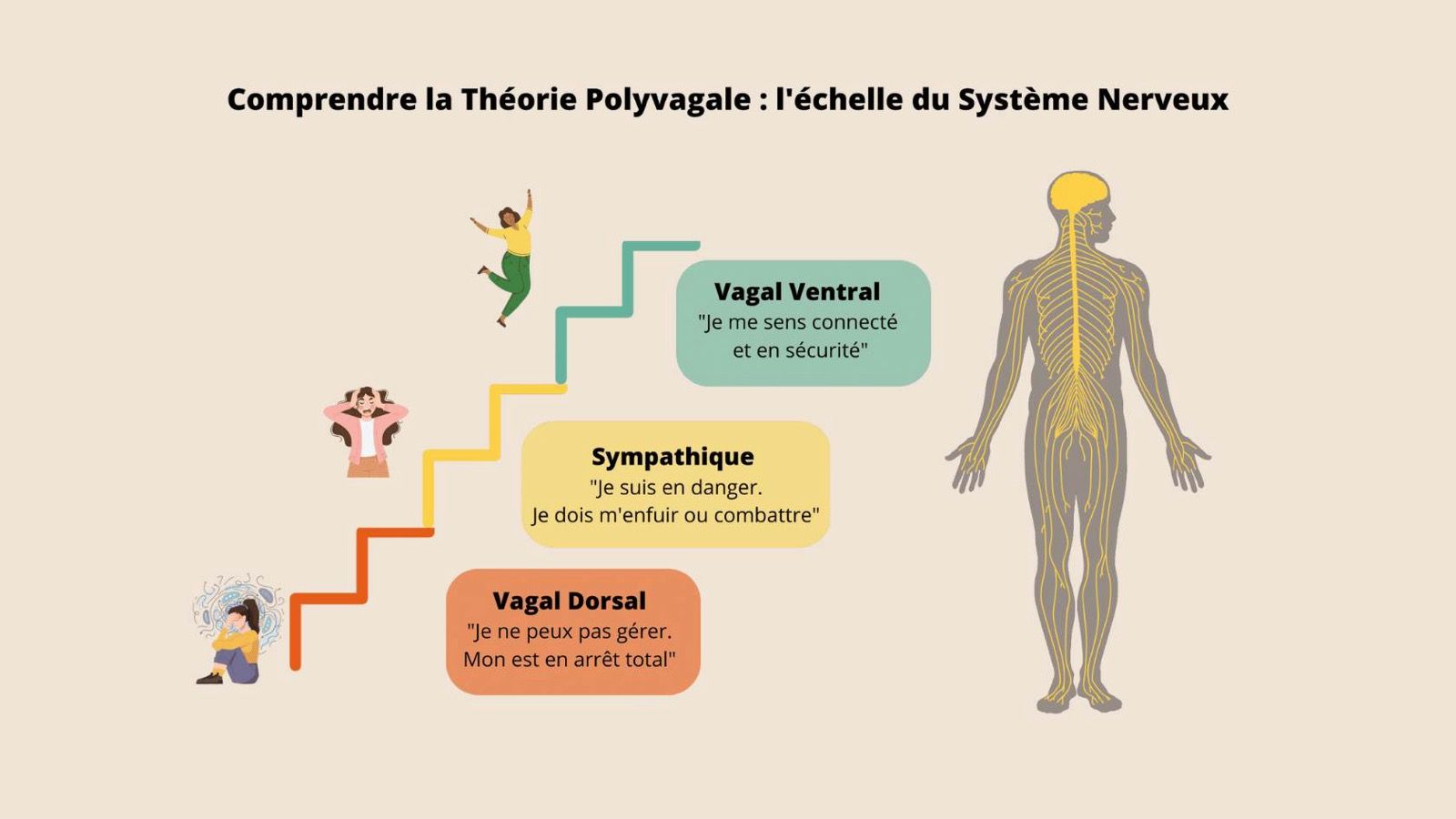 L'échelle du système nerveux, du vagal dorsal au sympathique puis au vagal ventral