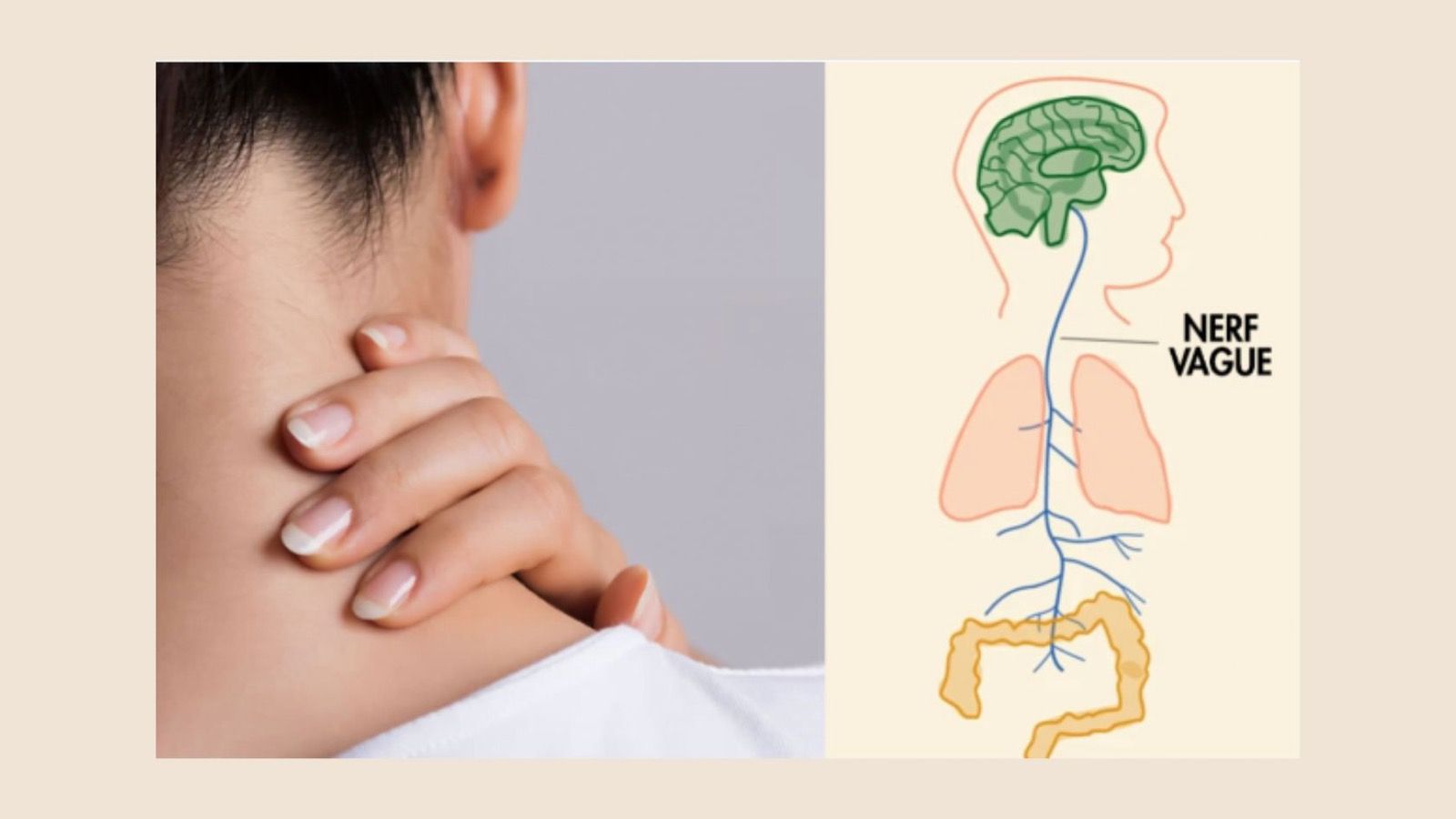 Le trajet du nerf vague, du cerveau aux poumons et aux intestins