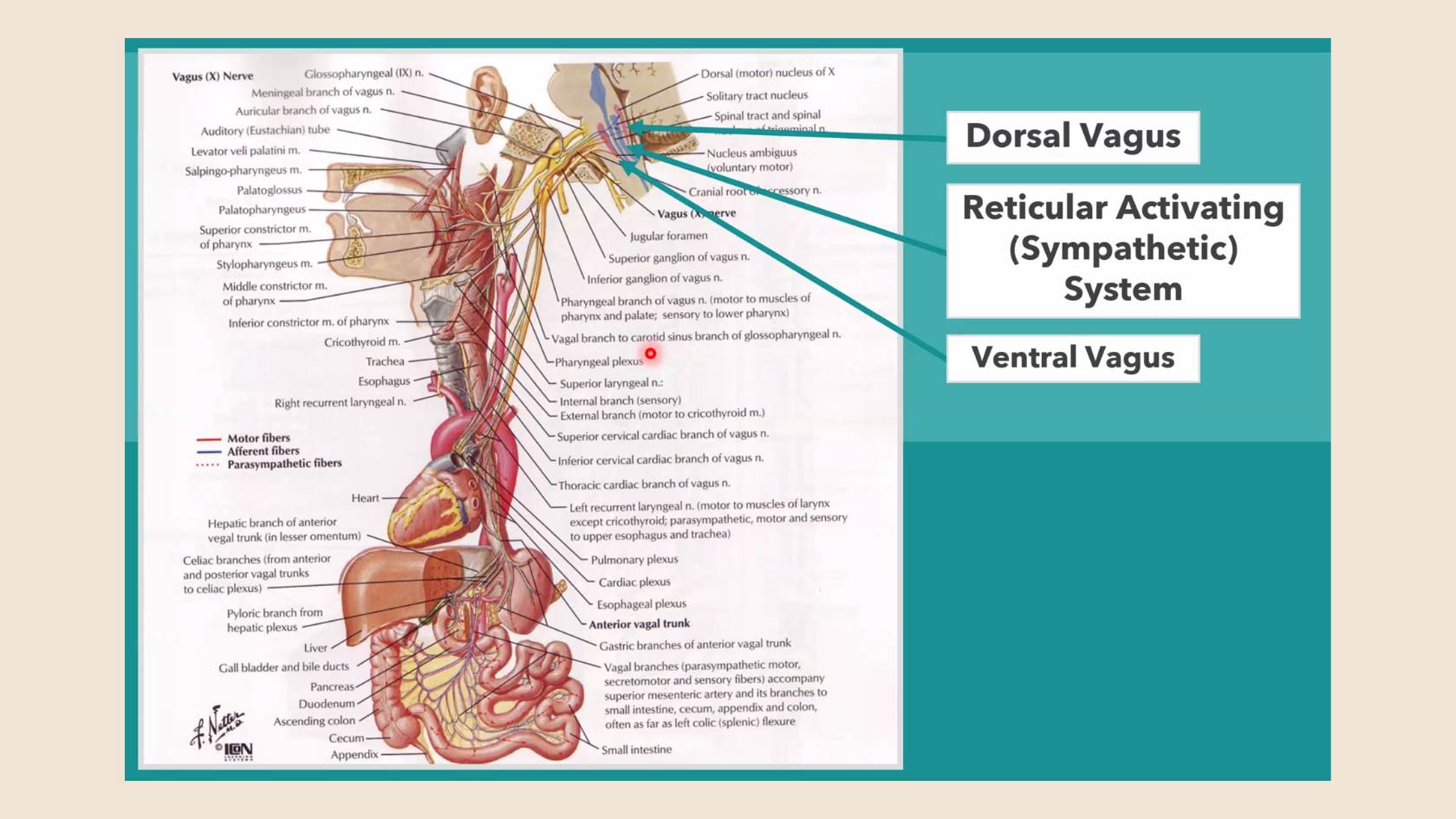 Planche anatomique du nerf vague, avec le vagal dorsal, le vagal ventral et le système sympathique