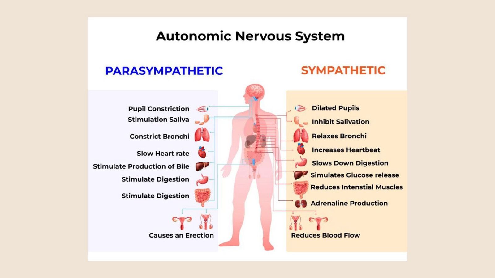 Le système nerveux autonome, la branche parasympathique et la branche sympathique, organe par organe
